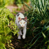 Die neugierige Natur der Katzen - Warum sie gerne neue Umgebungen erkunden